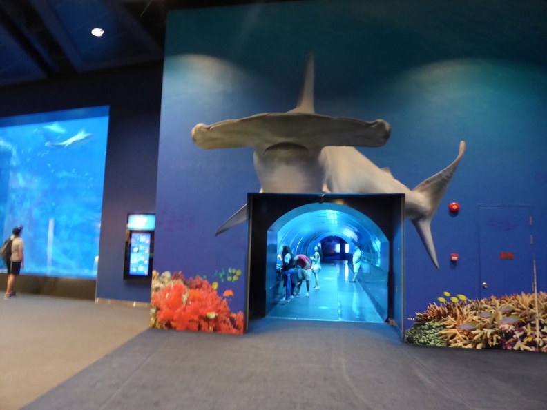 SEA-aquarium-sentosa-174.jpg