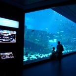 SEA-aquarium-sentosa-173