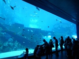 SEA-aquarium-sentosa-002