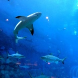 SEA-aquarium-sentosa-004.jpg