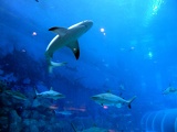 SEA-aquarium-sentosa-004