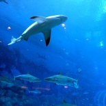 SEA-aquarium-sentosa-005