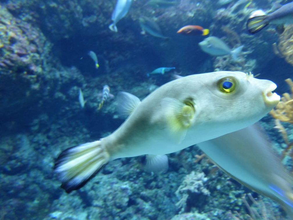 SEA-aquarium-sentosa-012