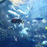 SEA-aquarium-sentosa-013