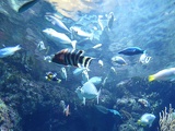 SEA-aquarium-sentosa-013