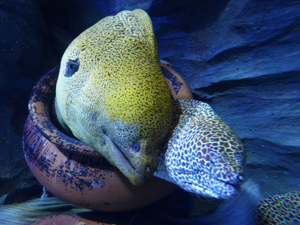 SEA-aquarium-sentosa-014