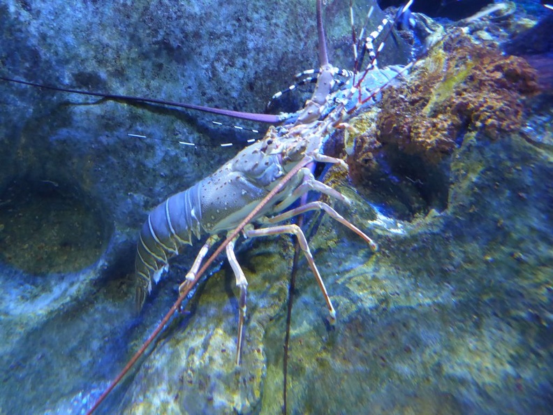 SEA-aquarium-sentosa-016