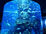SEA-aquarium-sentosa-018