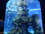 SEA-aquarium-sentosa-017