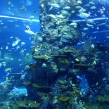 SEA-aquarium-sentosa-019