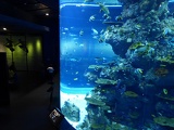 SEA-aquarium-sentosa-020