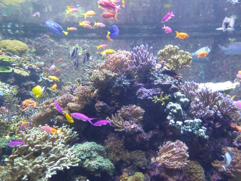 SEA-aquarium-sentosa-021