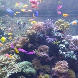 SEA-aquarium-sentosa-021