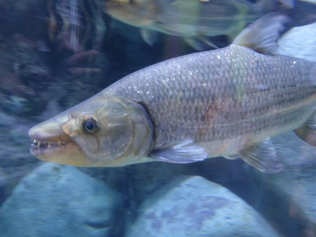 SEA-aquarium-sentosa-022