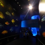 SEA-aquarium-sentosa-023