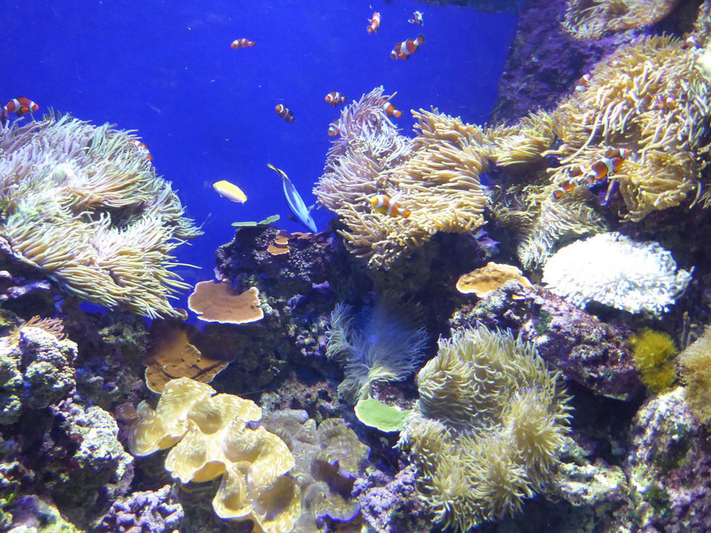 SEA-aquarium-sentosa-026