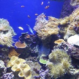 SEA-aquarium-sentosa-026