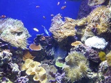 SEA-aquarium-sentosa-026