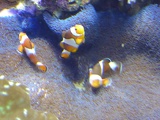 SEA-aquarium-sentosa-027