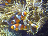 SEA-aquarium-sentosa-029