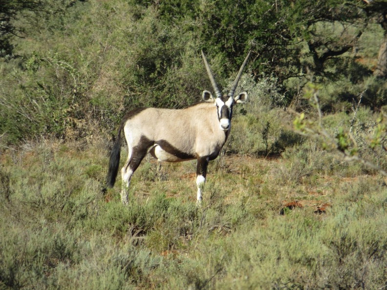 safrica-mokala-safari-014