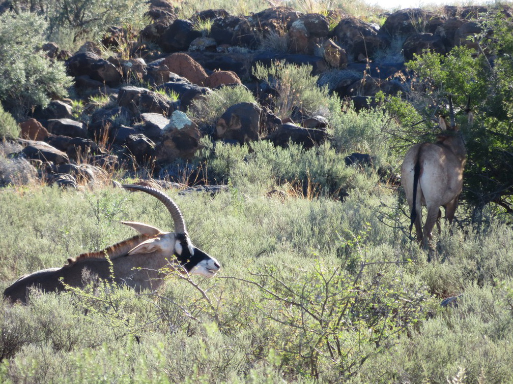 safrica-mokala-safari-013