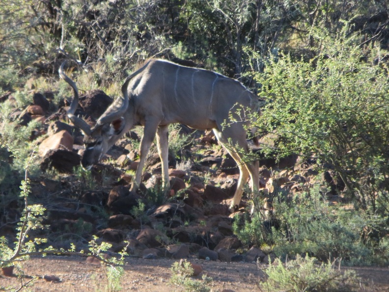 safrica-mokala-safari-016.jpg