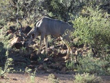 safrica-mokala-safari-016