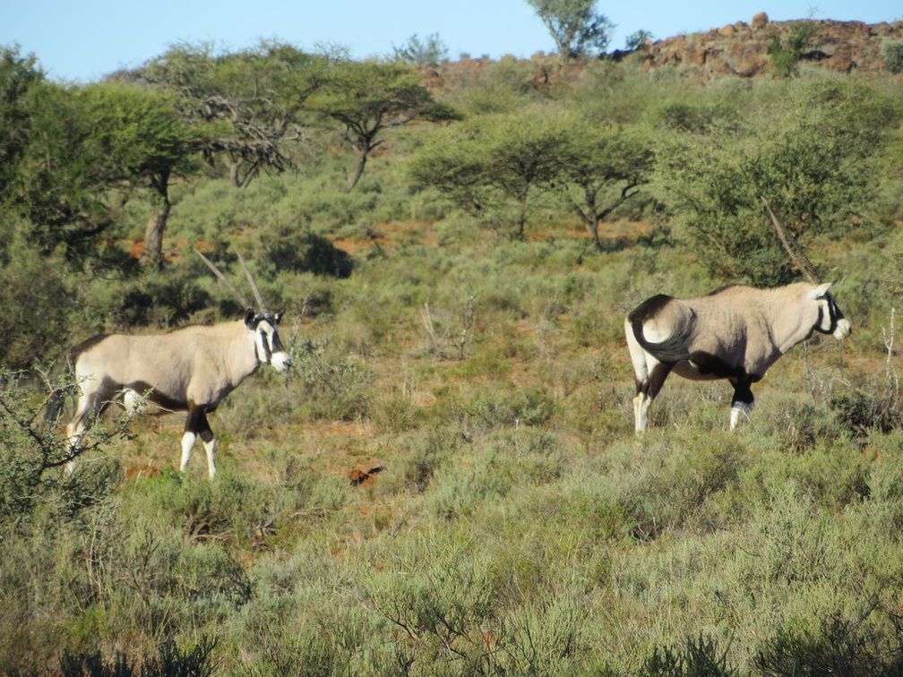 safrica-mokala-safari-015