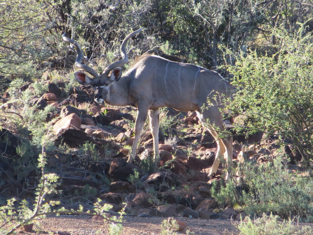 safrica-mokala-safari-017