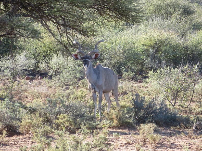 safrica-mokala-safari-019