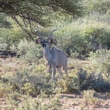 safrica-mokala-safari-019