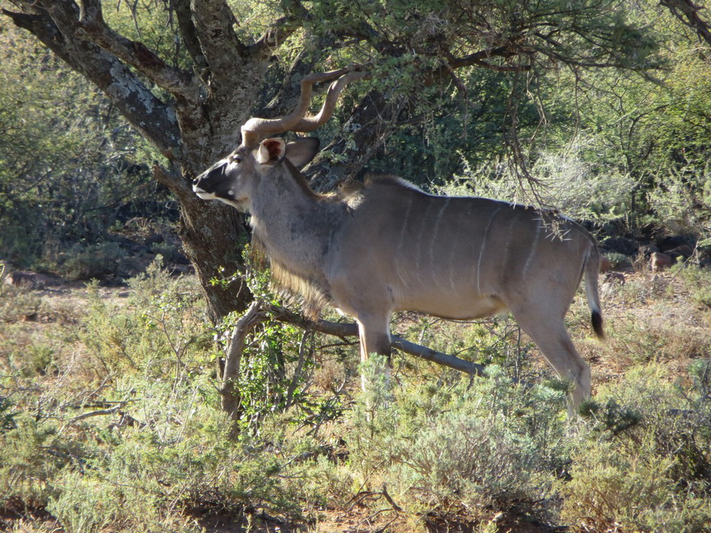 safrica-mokala-safari-022