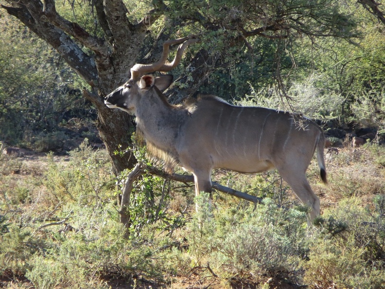 safrica-mokala-safari-022.jpg