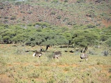 safrica-mokala-safari-025