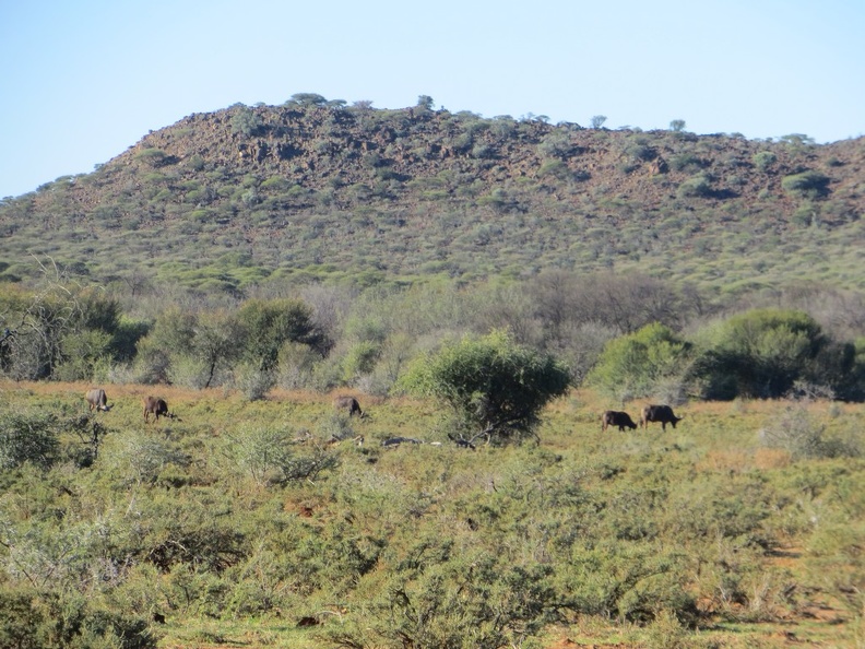 safrica-mokala-safari-027