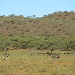 safrica-mokala-safari-026