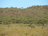 safrica-mokala-safari-026