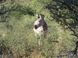 safrica-mokala-safari-029