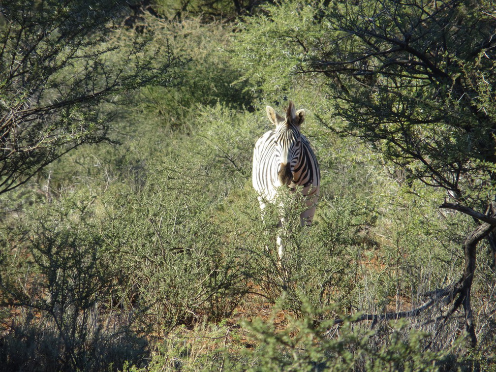 safrica-mokala-safari-028