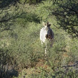 safrica-mokala-safari-028