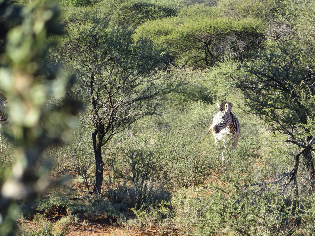 safrica-mokala-safari-030