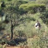 safrica-mokala-safari-030