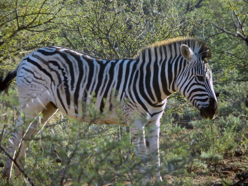 safrica-mokala-safari-031