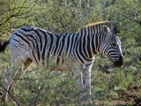 safrica-mokala-safari-031