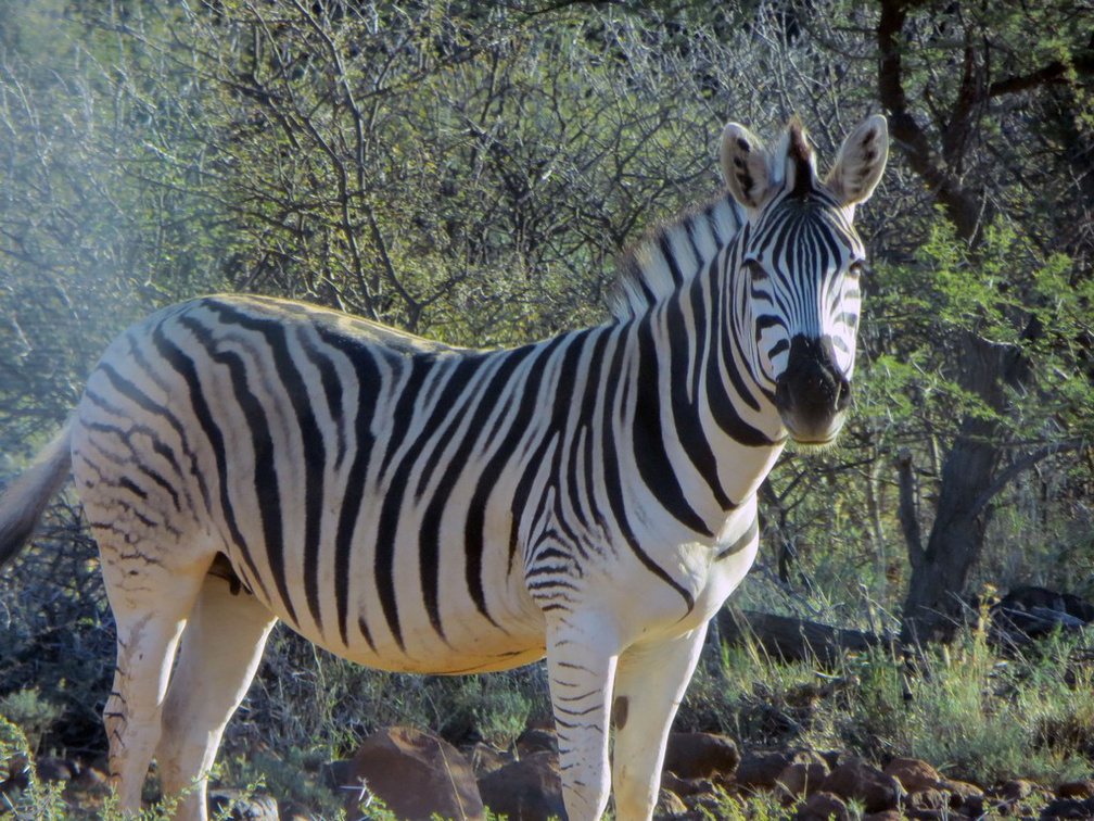 safrica-mokala-safari-035