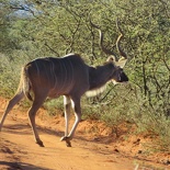safrica-mokala-safari-038