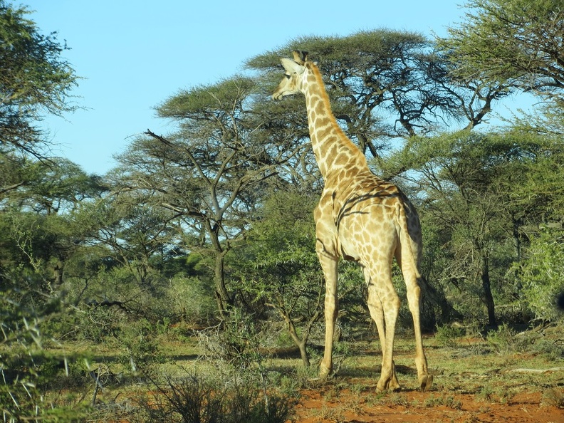 safrica-mokala-safari-044