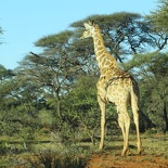 safrica-mokala-safari-044.jpg