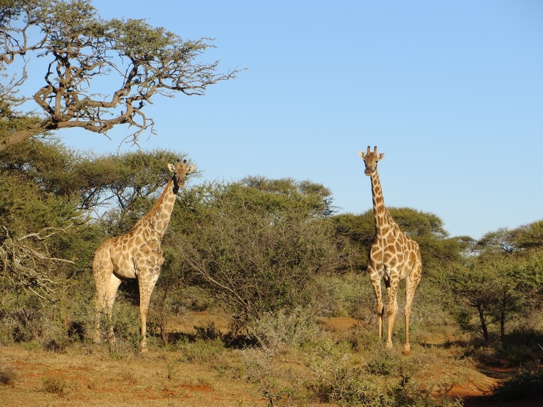 safrica-mokala-safari-045